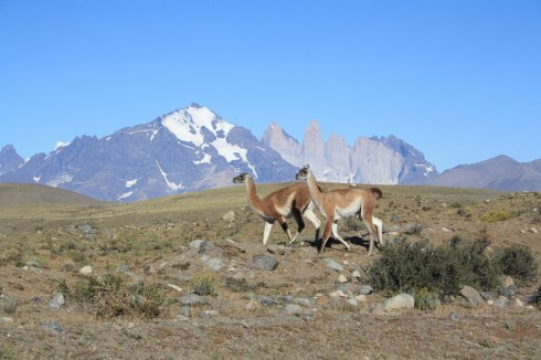 Guanacos2
