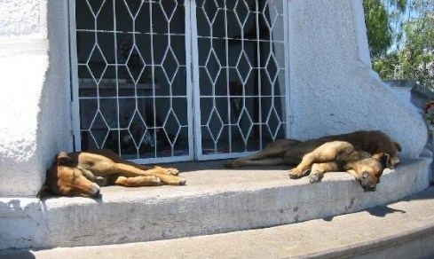 sleeping-dogs